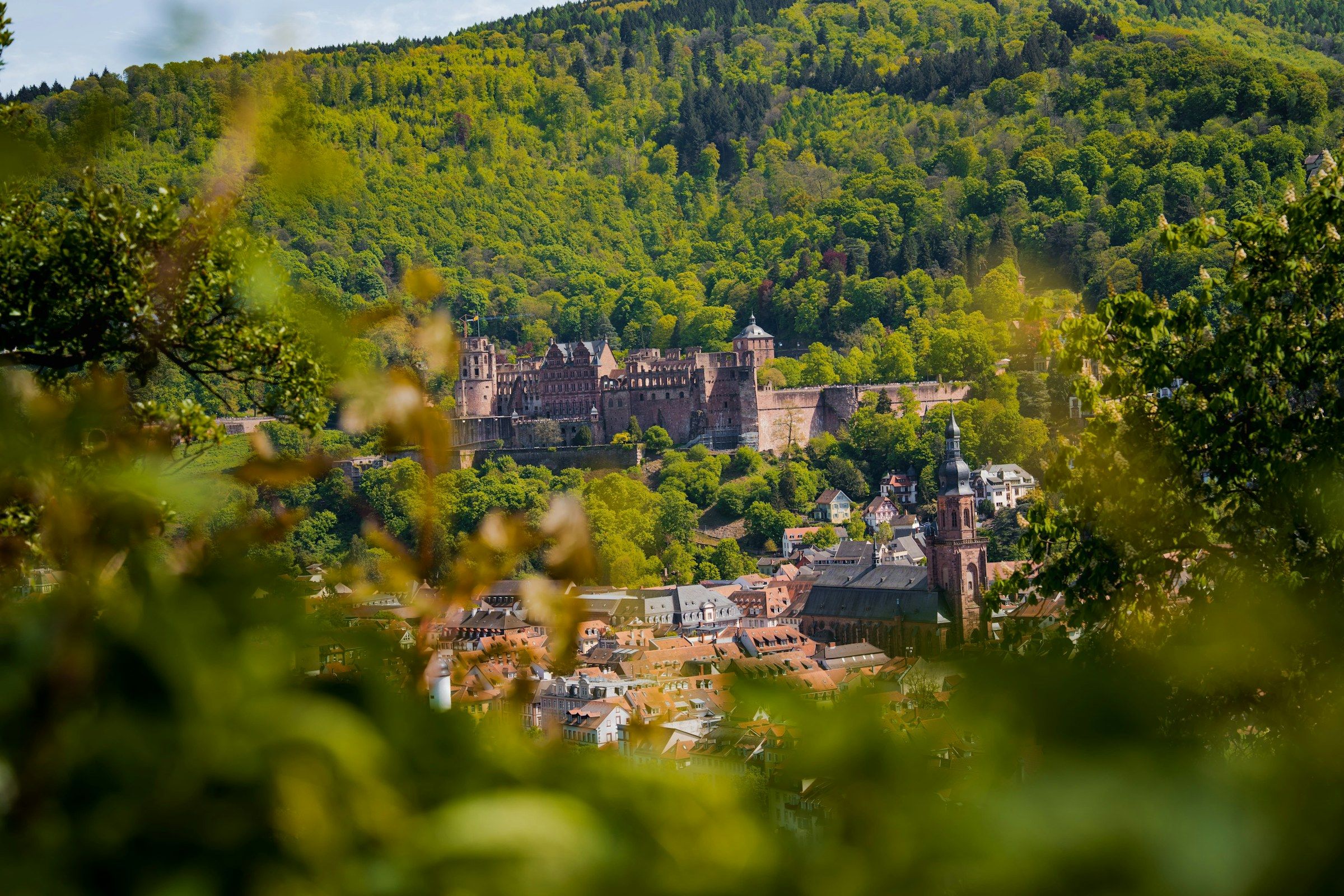 Das Heidelberger Schloss am Waldhang, durch unscharfes grünes Laub im Vordergrund fotografiert
