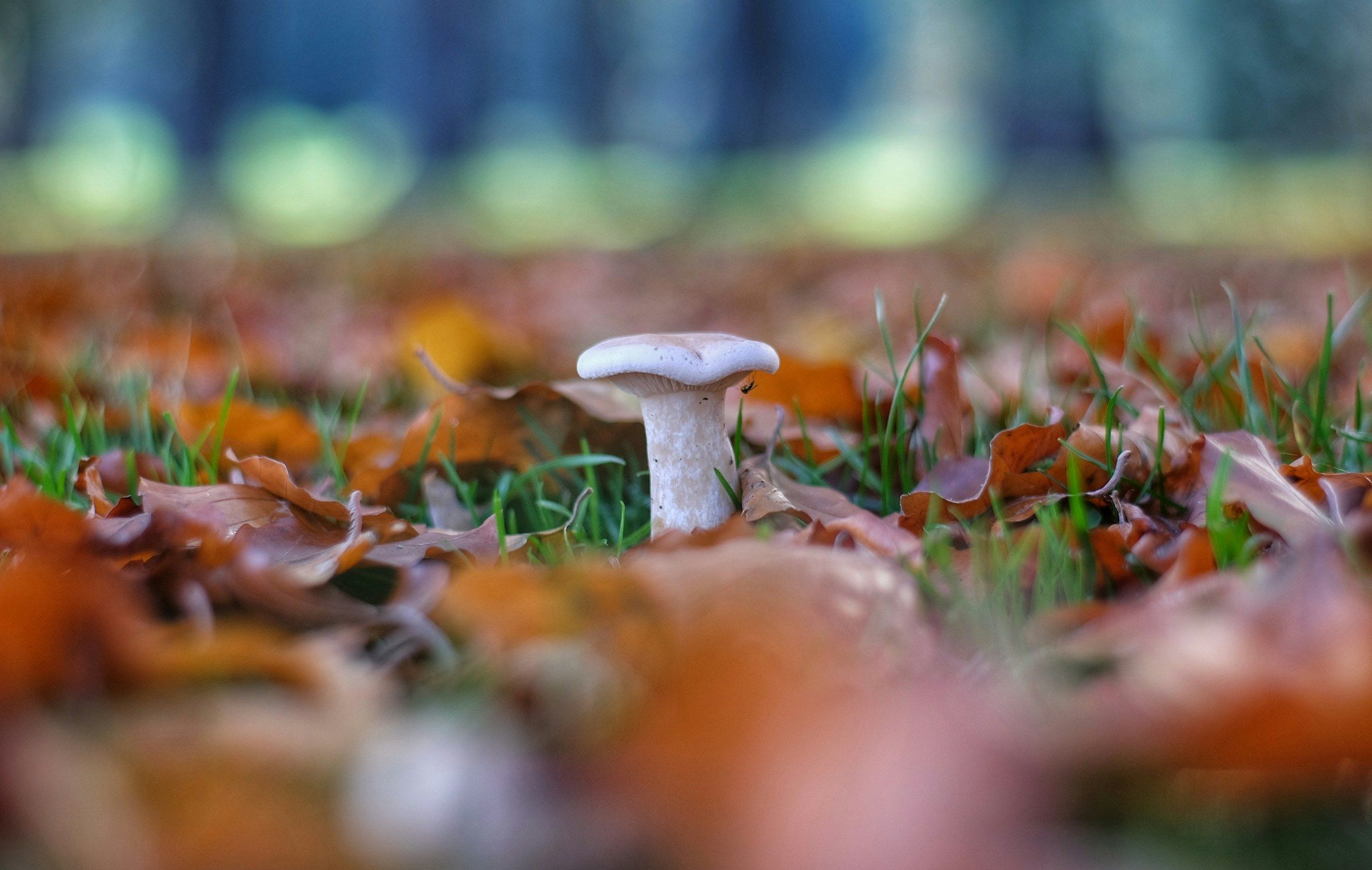 Kleiner weißer Pilz zwischen Herbstlaub aus Bodenhöhe fotografiert, nur der Pilz liegt in der Schärfeebene
